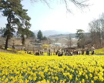 서산 유기방 가옥 수선화 축제_9