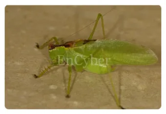 베짱이 vs 배짱이 맞춤법 올바른 표기와 의미 차이 예시로 정리로_11