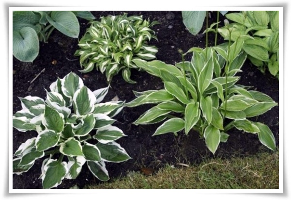 정원 "옥잠화 키우기" 초록빛 힐링을 선사하는 마법 같은 꽃!