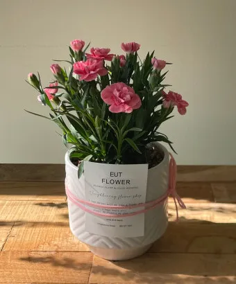 카네이션 화분 키우는 방법 생화 꽃바구니 관리_10