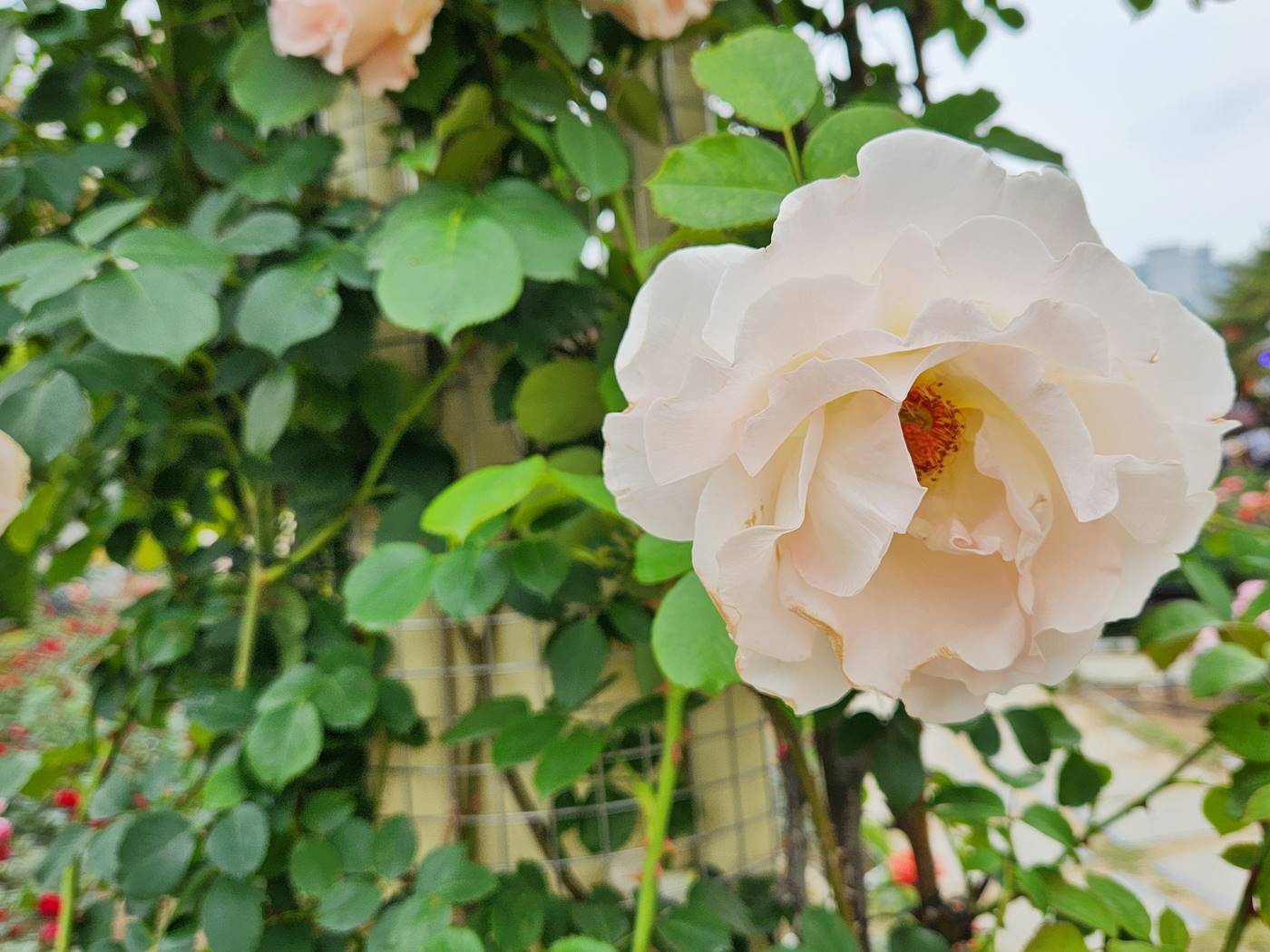 덩굴장미 로코코 Rokoko