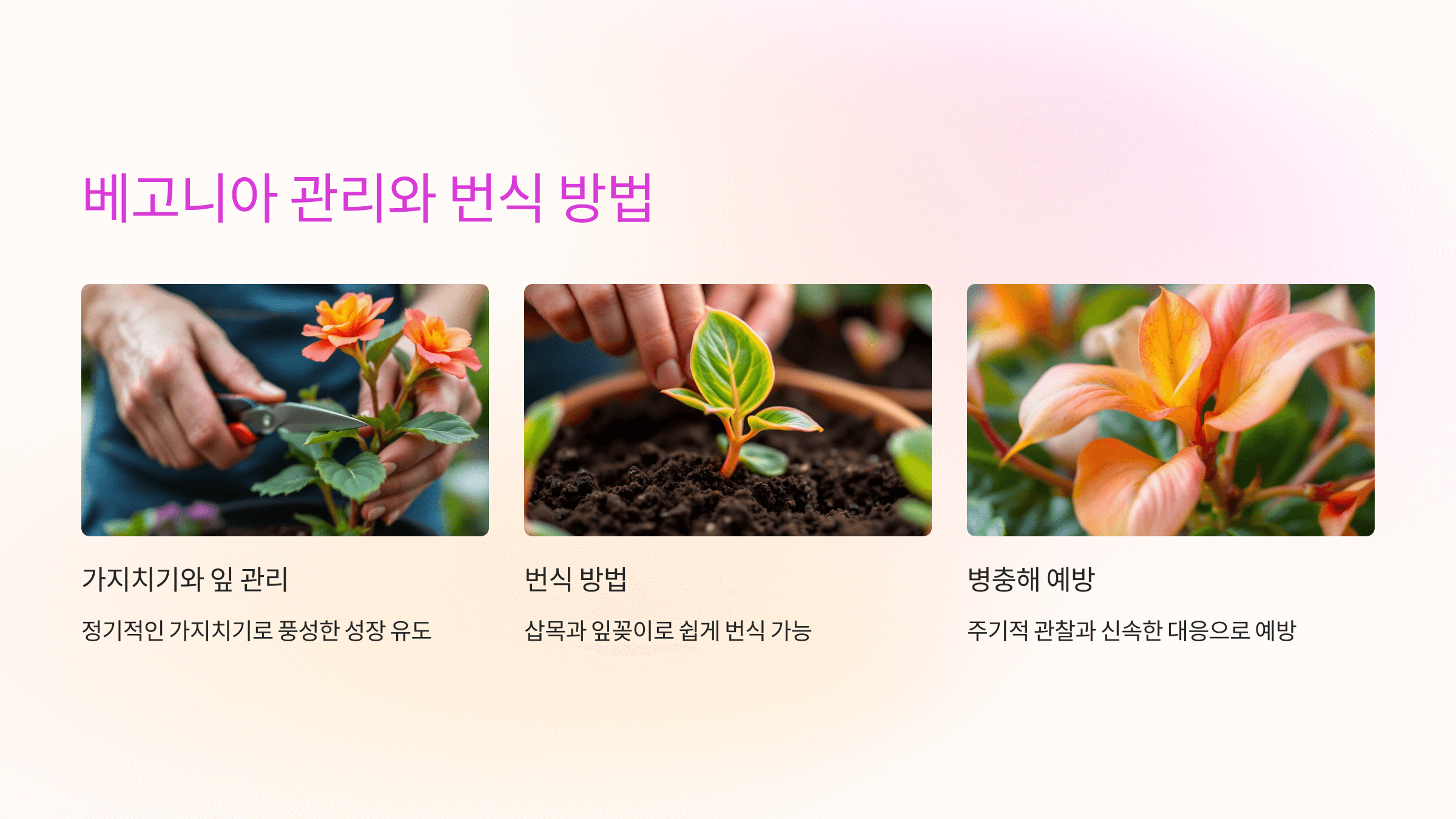 베고니아 꽃과 관련된 사진입니다.