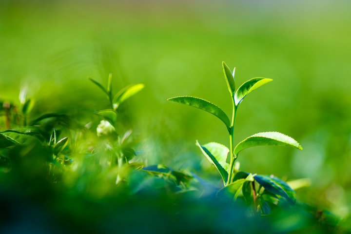 녹차 효능 10가지 총정리 