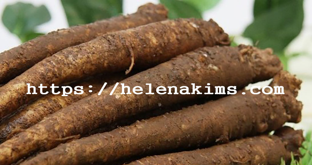 싱싱한 도라지 뿌리 모습