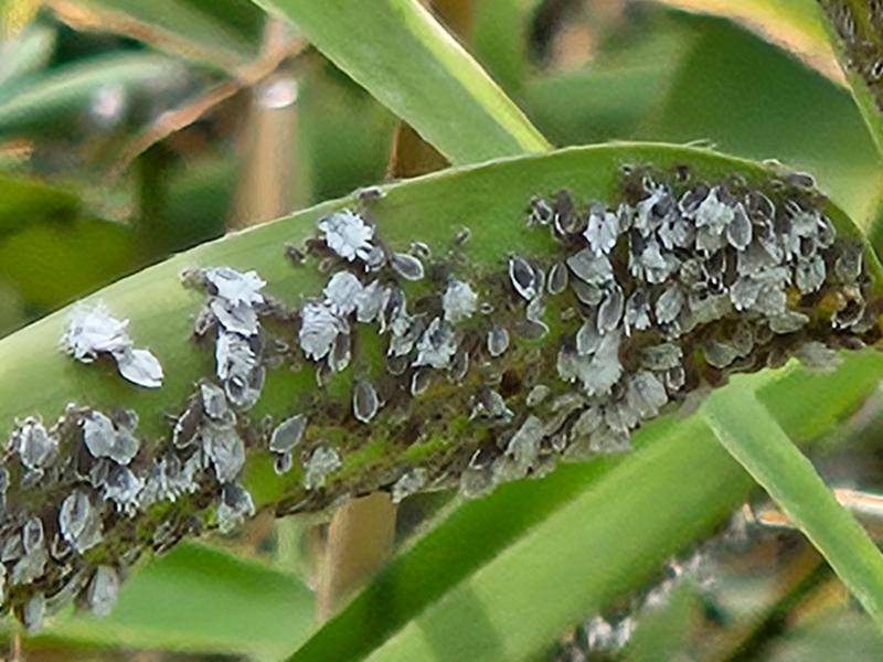 일본납작진딧물2