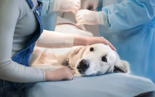 강아지사진/출처:어도비스톡