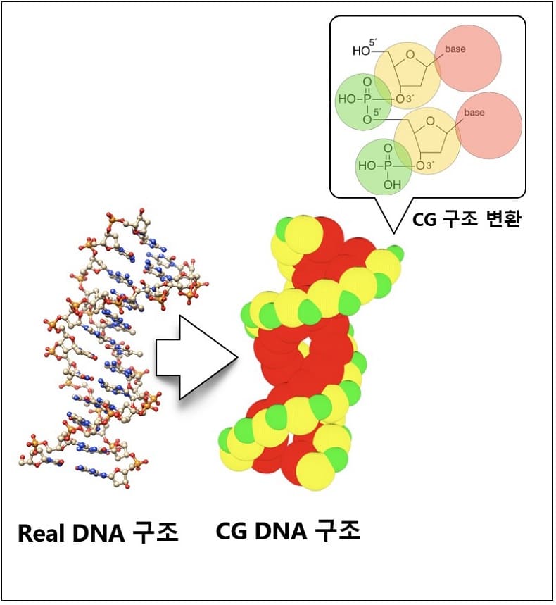 원자력연, 방사선에 의한 DNA 손상, 시뮬레이션으로 예측한다