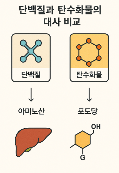 단백질과 탄수화물의 대사 비교 (속도, 저장형태, 열량손실) 사진