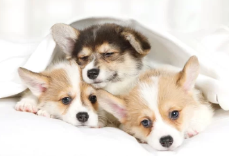 웰시코기 사진/출처:어도비스톡