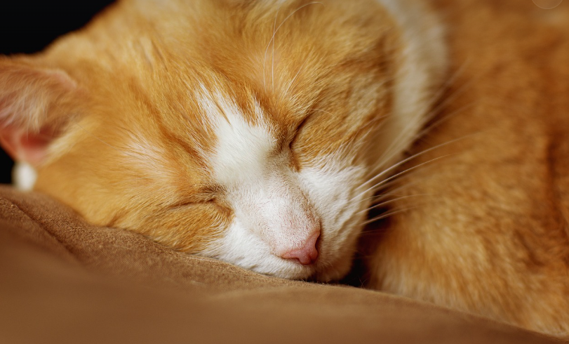 40~50대 수면의 질을 높이는 방법 관련 사진