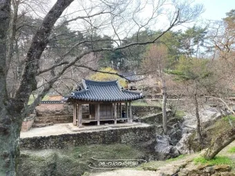 소쇄원 봄 앵두나무꽃 산수유 해당화 개화_5