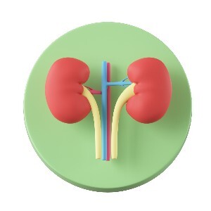 신장에좋은 음식