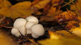 꽃송이버섯 효능 먹는방법 가격