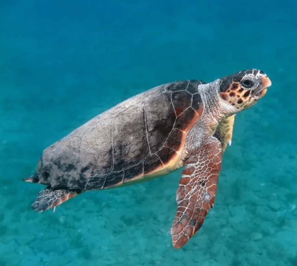 바다거북스프 문제