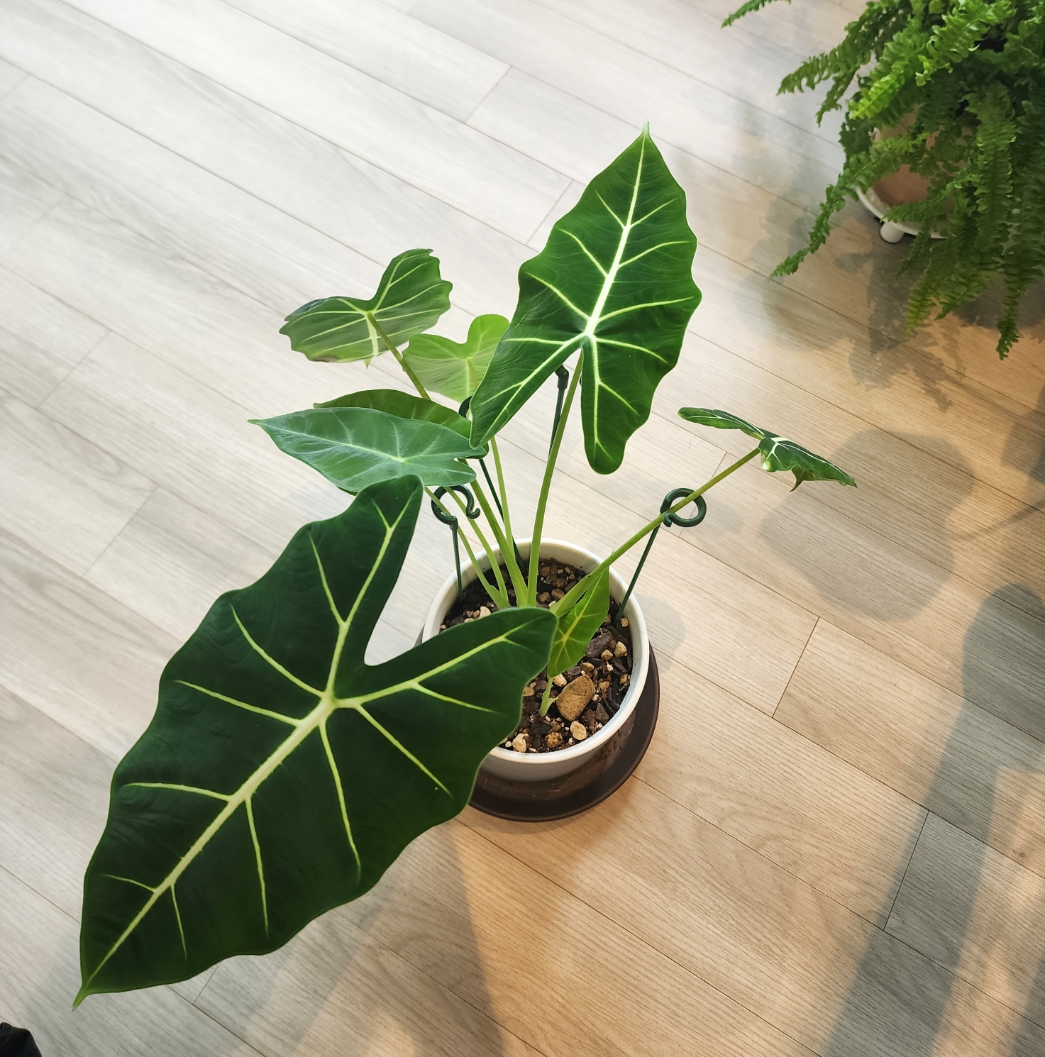 자구번식을 왕성하게 한 프라이덱