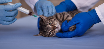 고양이 의사 선생님.