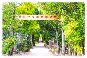 비세마을 후쿠기 가로수길