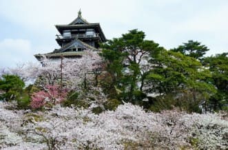 벚꽃들이 피어 있고 멀리 작은 성이 보인다.