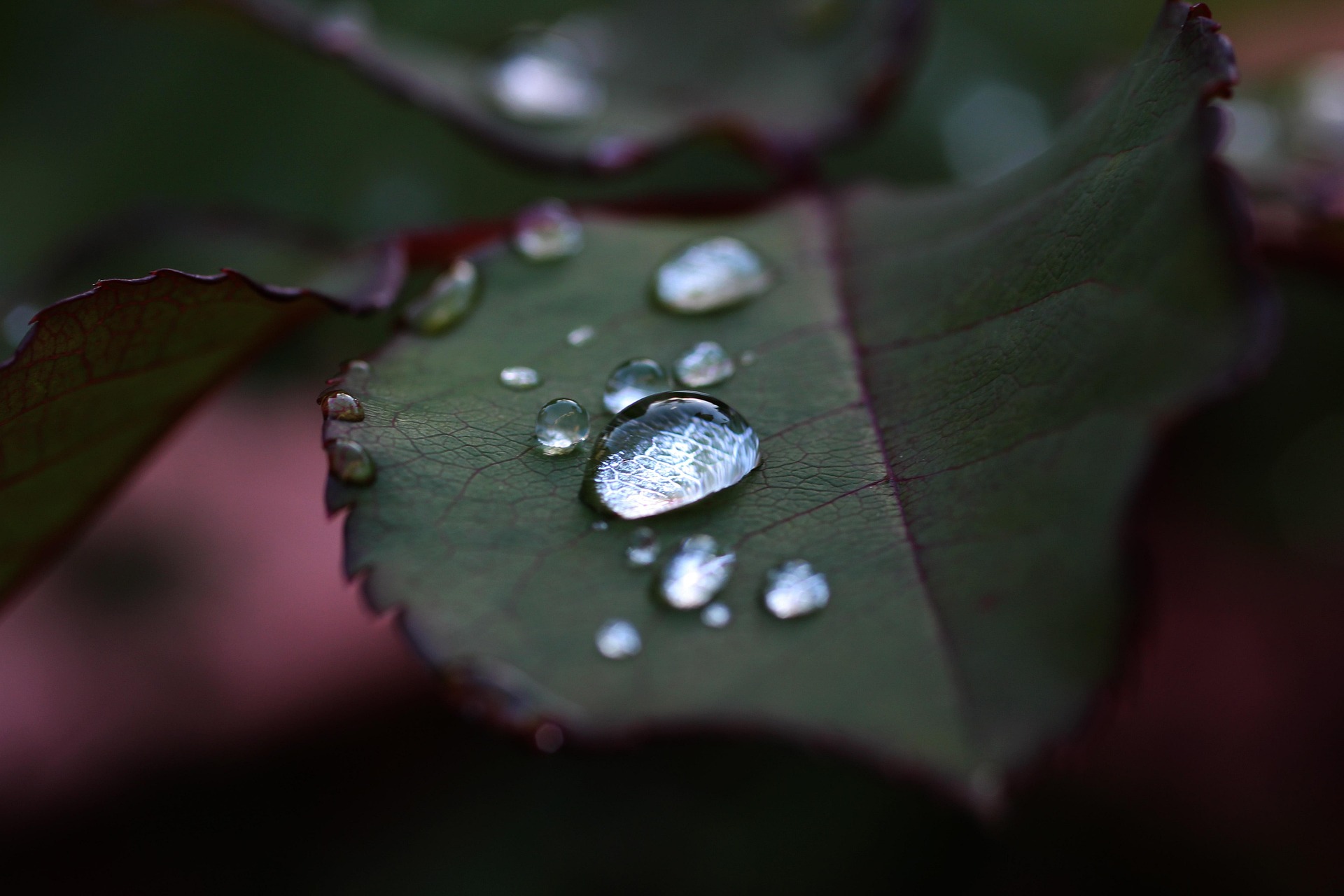 희귀 멸종위기 식물