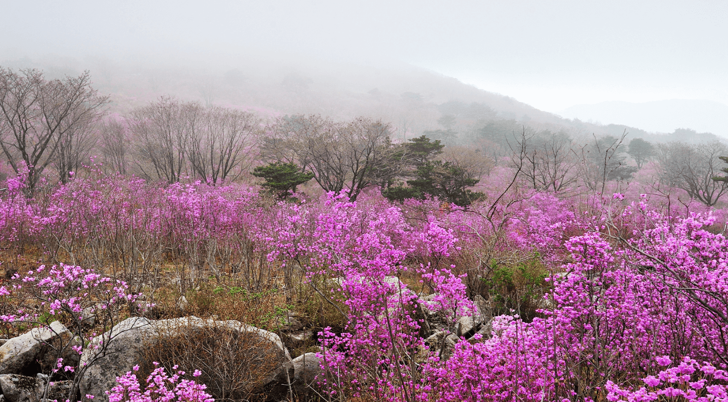 비슬산 참꽃문화제
