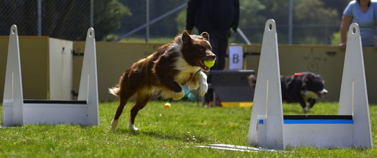 플라이볼 놀이 이미지