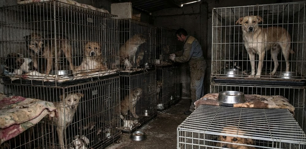 펫샵: 유리장 속 강아지가 아플 수밖에 없는 이유