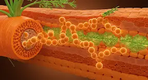 알파카로틴 성분 이미지