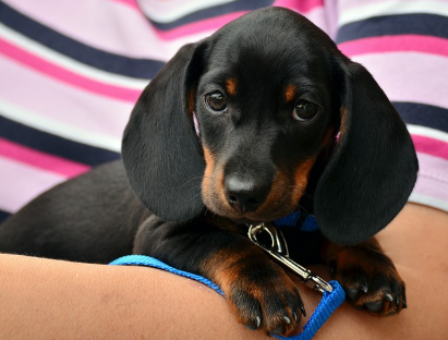 강아지의 식사 습관과 올바른 식단 구성