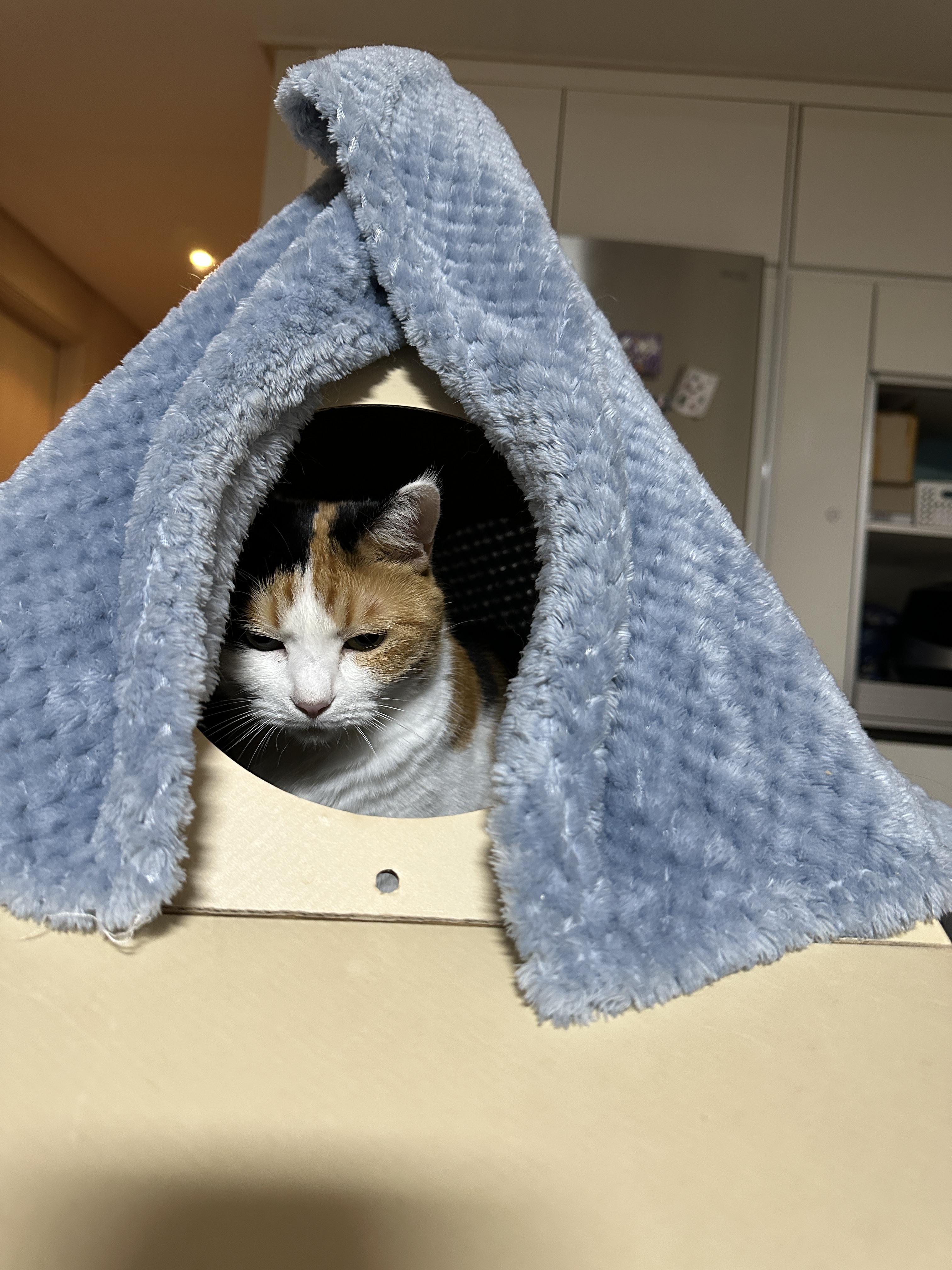 후진해서_다시_캣미로_꼭대기에_들어가_앉은_삼색이_고양이_요미