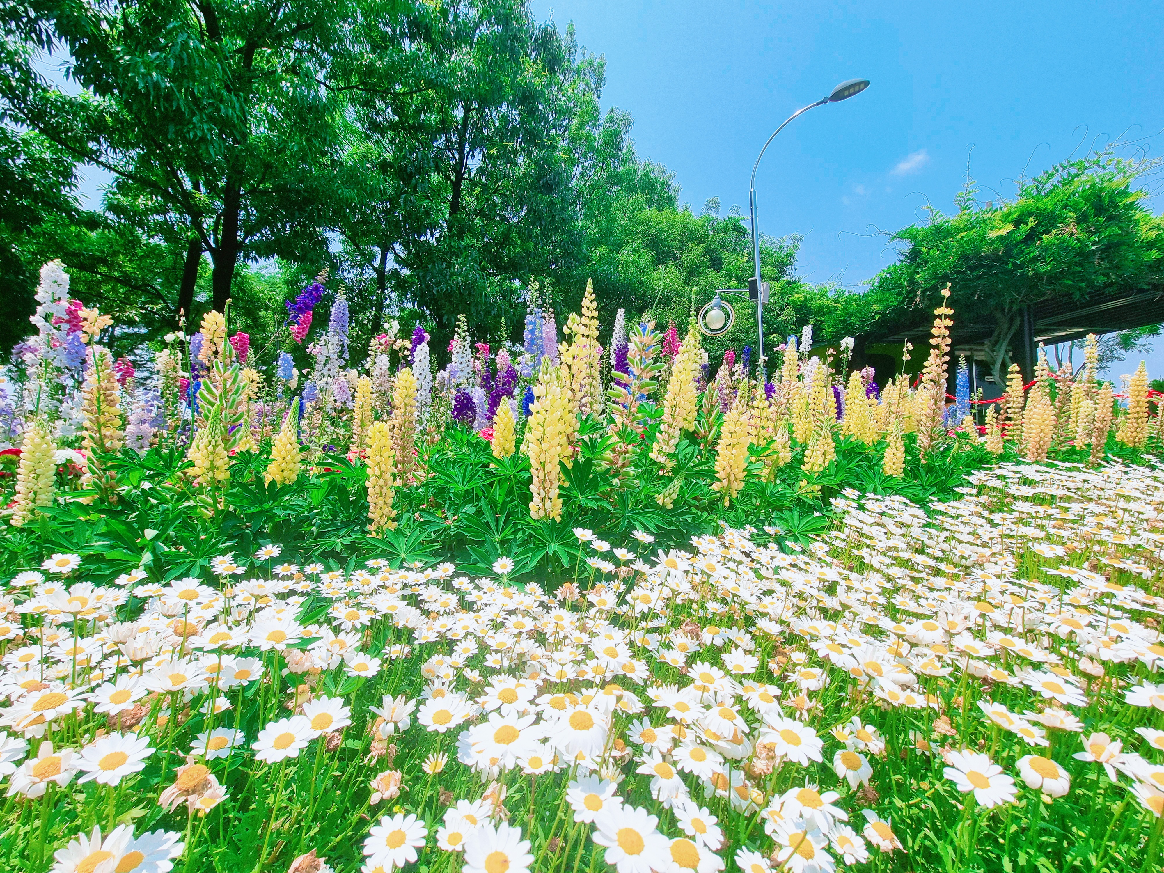 곡성 기차마을 장미공원 사진
