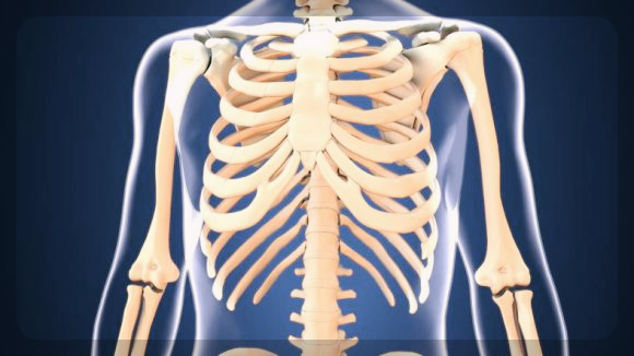 아보카도-효능-및-부작용