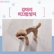 강아지가 실내에서 안전하게 이동하는 모습