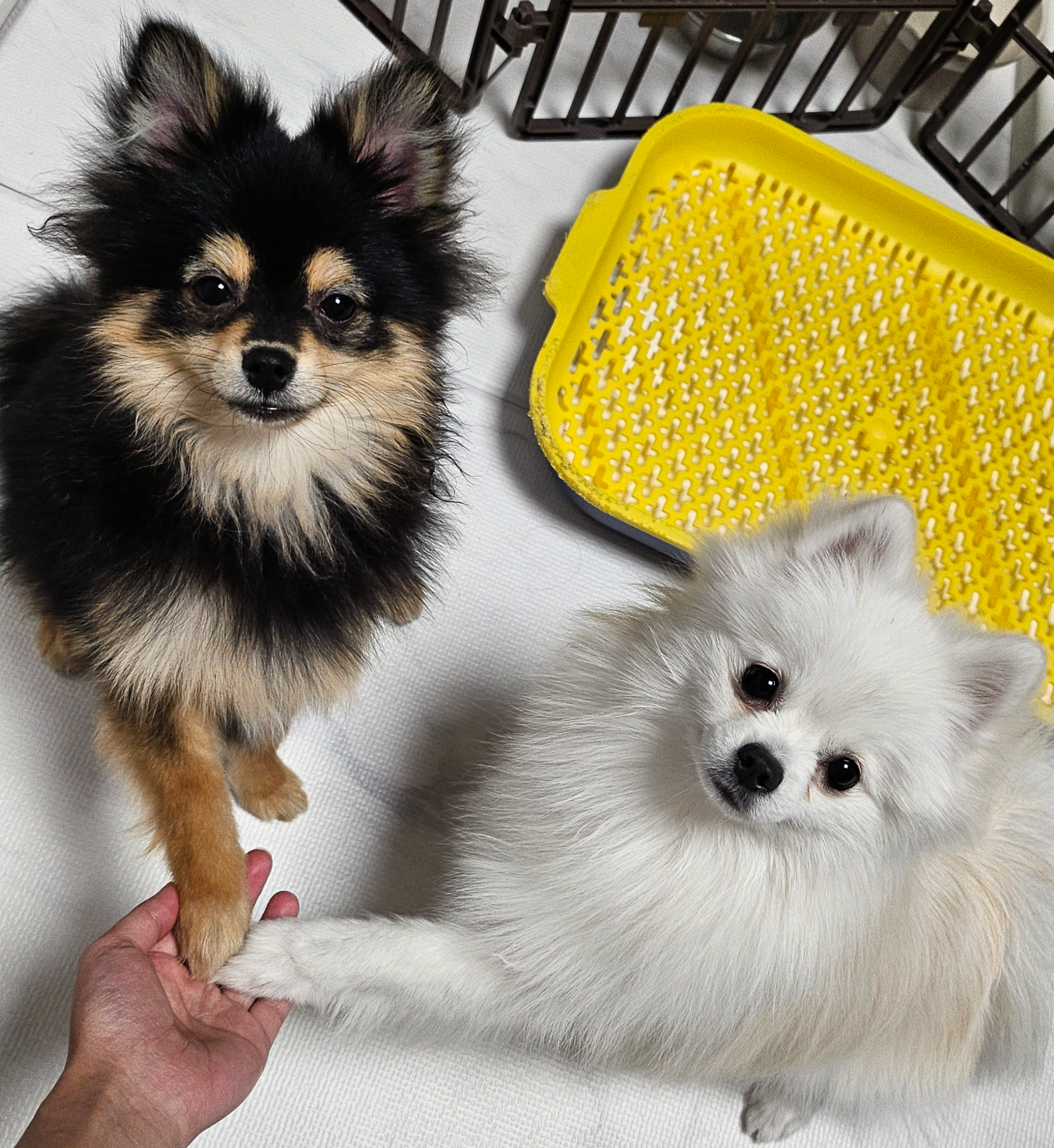 밥 잘 먹기로 약속한 하콩&amp;달콩