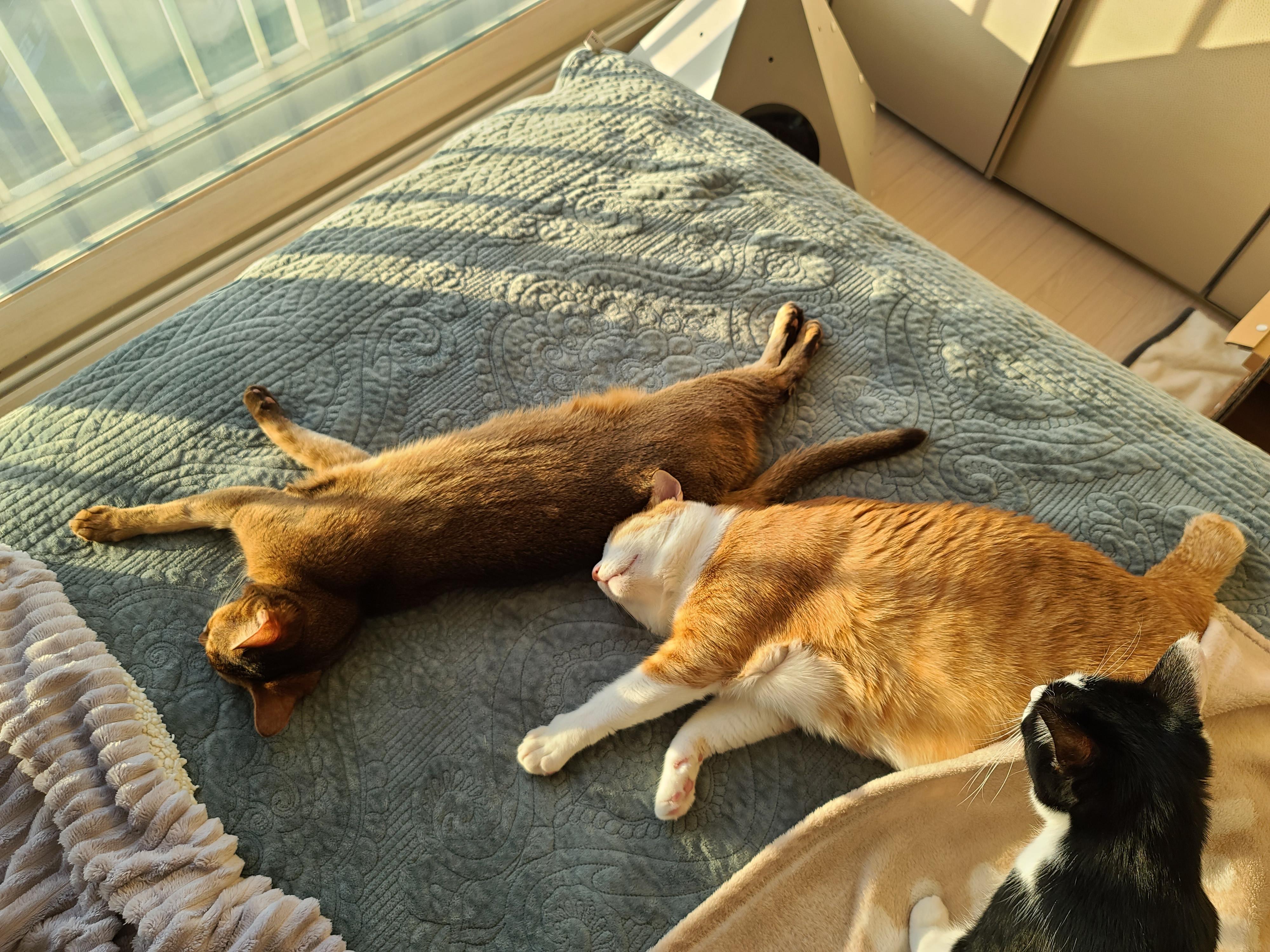 아비시니안파,치즈냥이파,삼색이파,중립파.아홉냥이네의 관계도