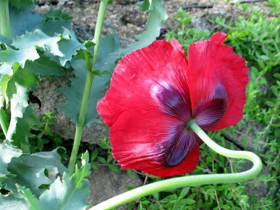 개양귀비 양귀비 구별 법 비교