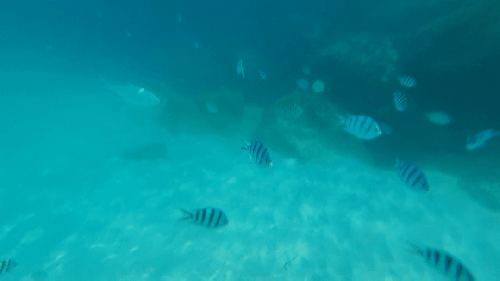 아미아나리조트