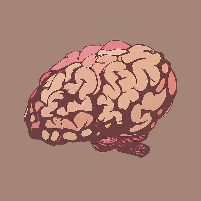 뇌