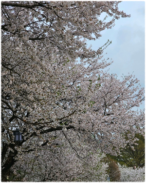 북산