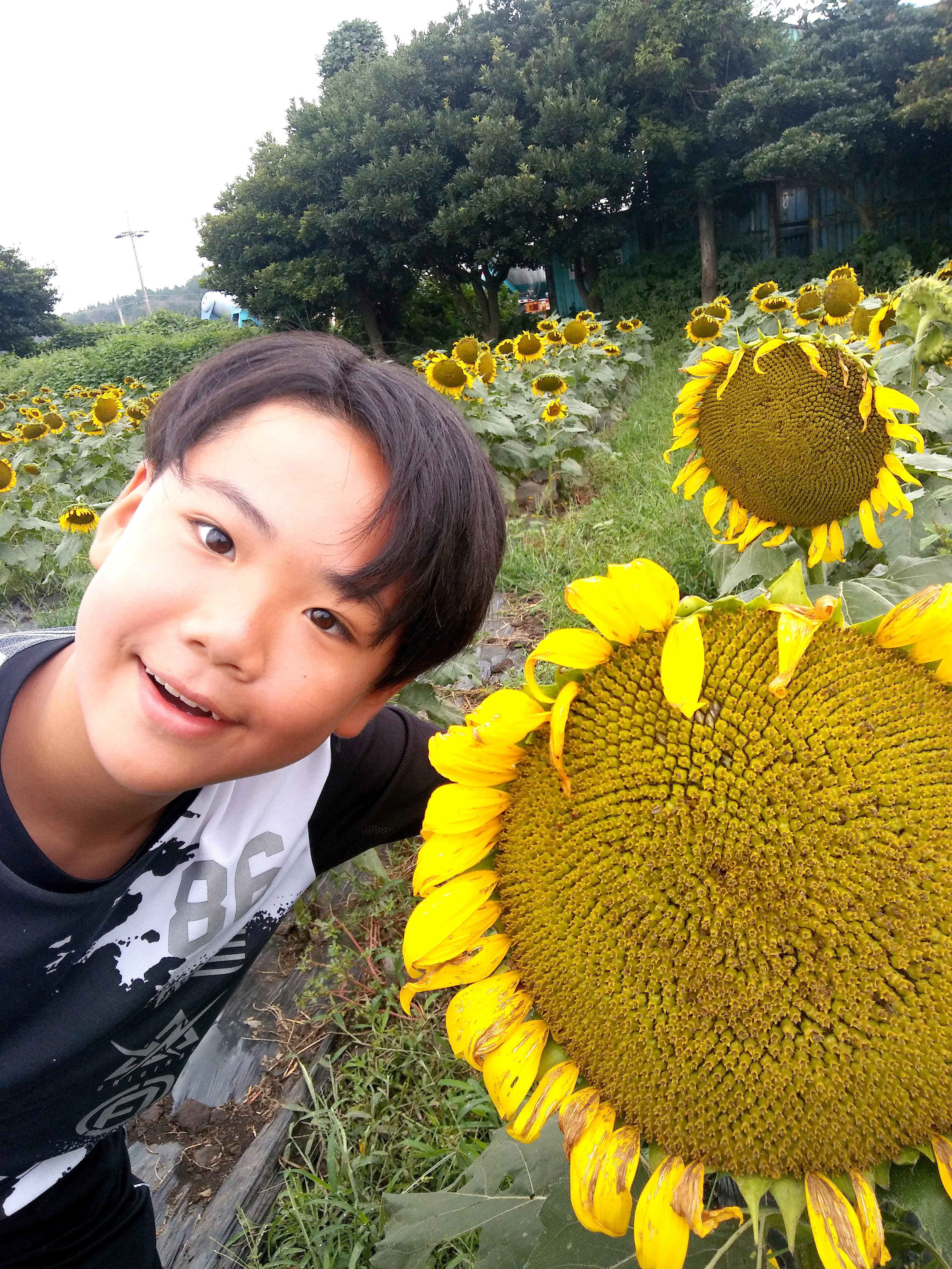 김경숙 해바라기(Kimkyungsook Sunflower)