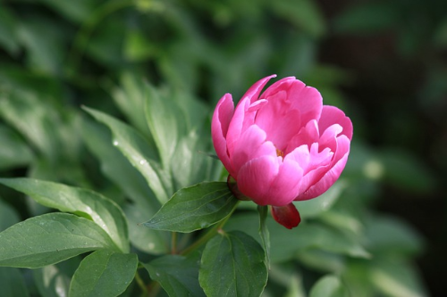 피오니 (Peony)의 이야기, 꽃의 상징과 꽃말, 종류와 색상, 재배 요령