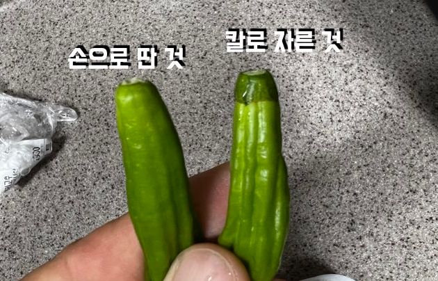 꼭지는 손으로 따세요