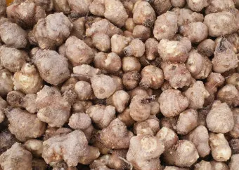 돼지감자 재배 종구 선택 배수로 만들기 수확 건조_8