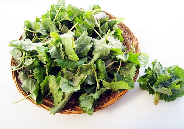 머위 효능 5가지 부작용 머위 데치기는 방법 양념장 뿌리 머위잎 머위즙