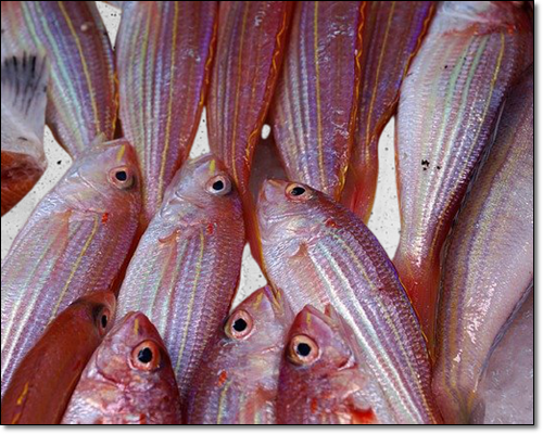 지방질 많은음식