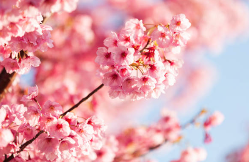 2025년 지역별 벚꽃