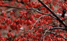 산수유 효능