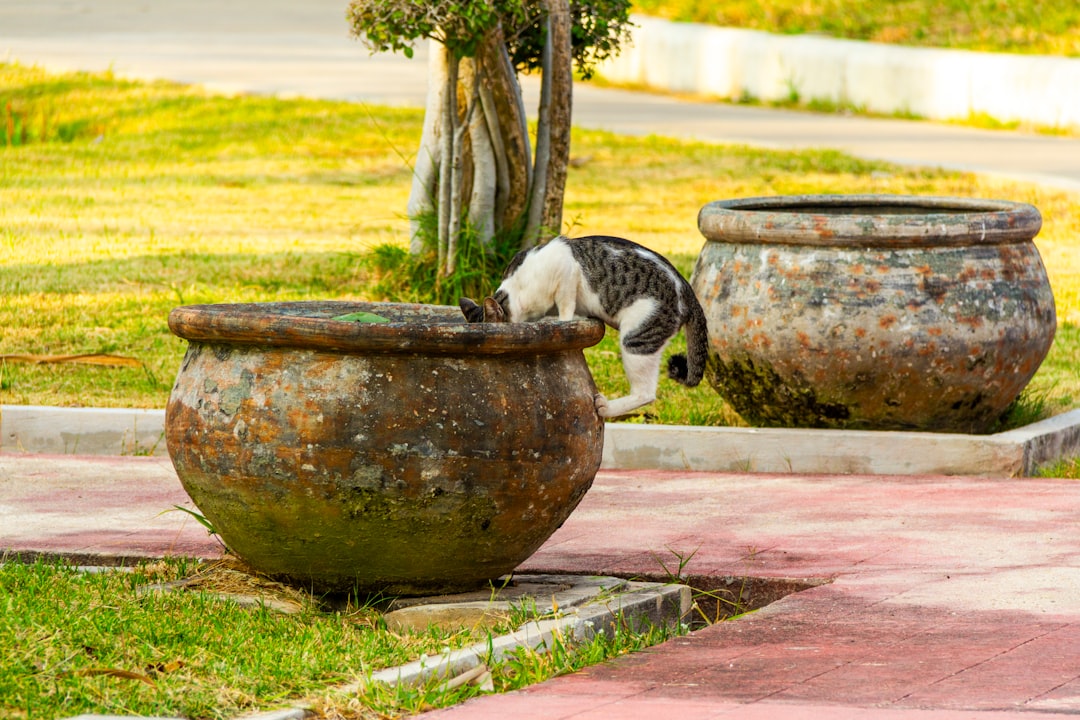 Dog bowl.