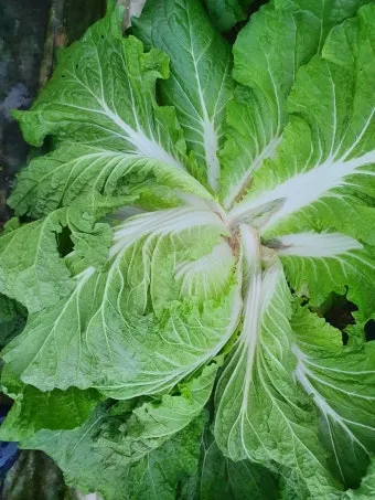 배추 무름병 원인, 농약, 증상, 방제, 예방_33