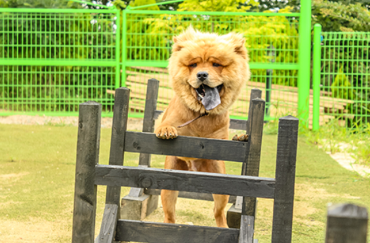 팜카밀레 허브농원