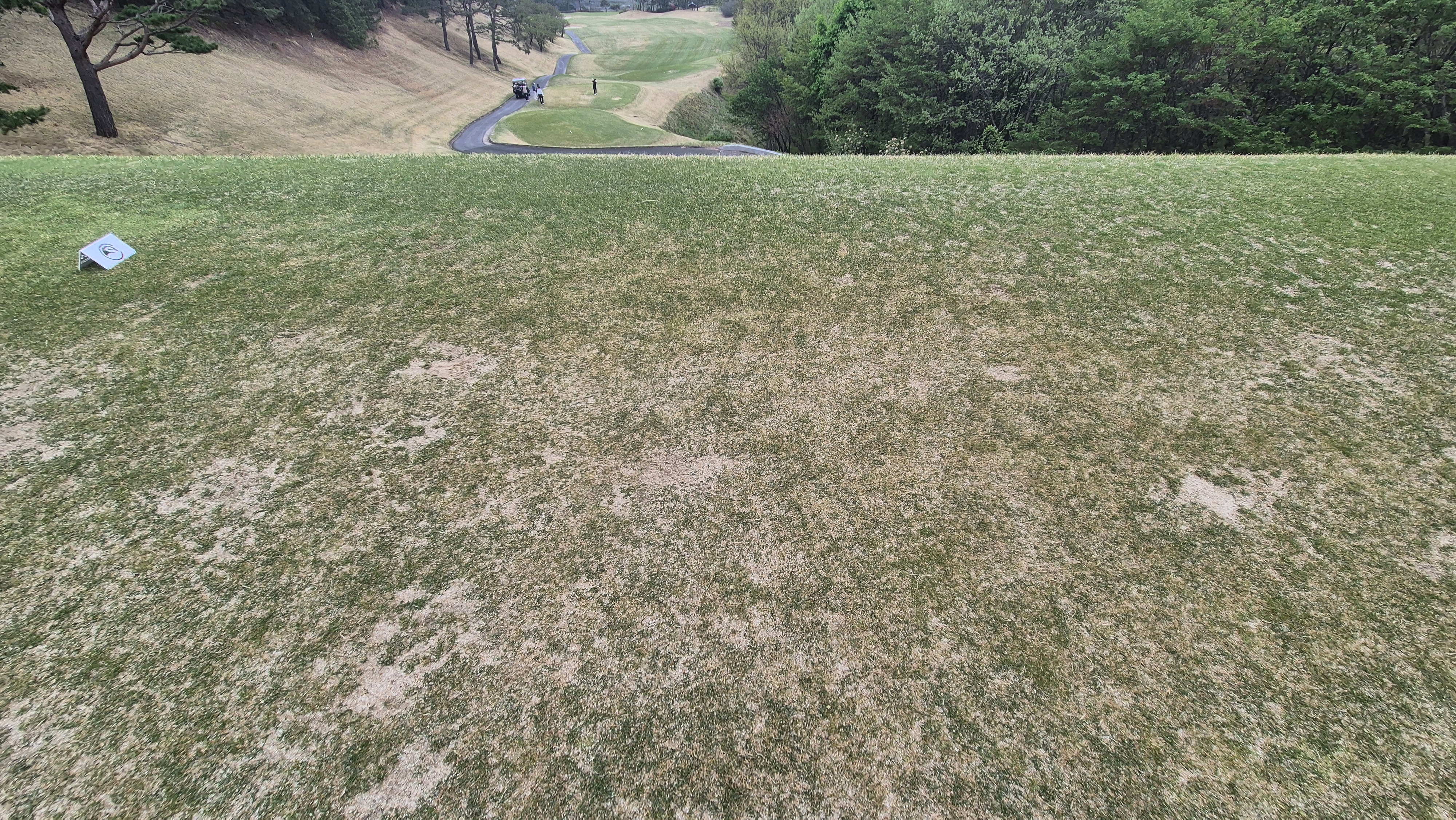 시그너스cc 코튼-라미 코스 티잉구역 상태